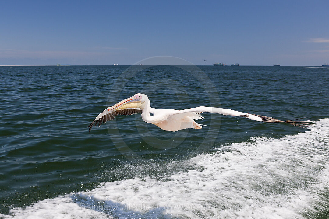 Rosapelikan im Flug