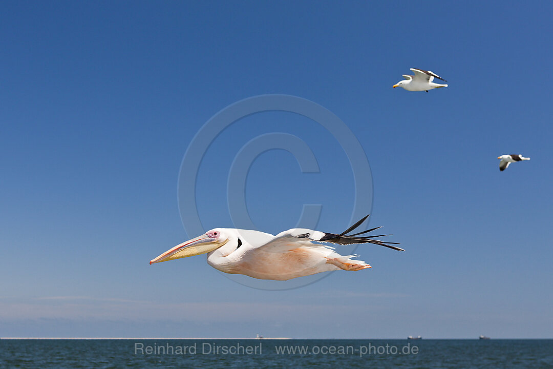 Rosapelikan im Flug