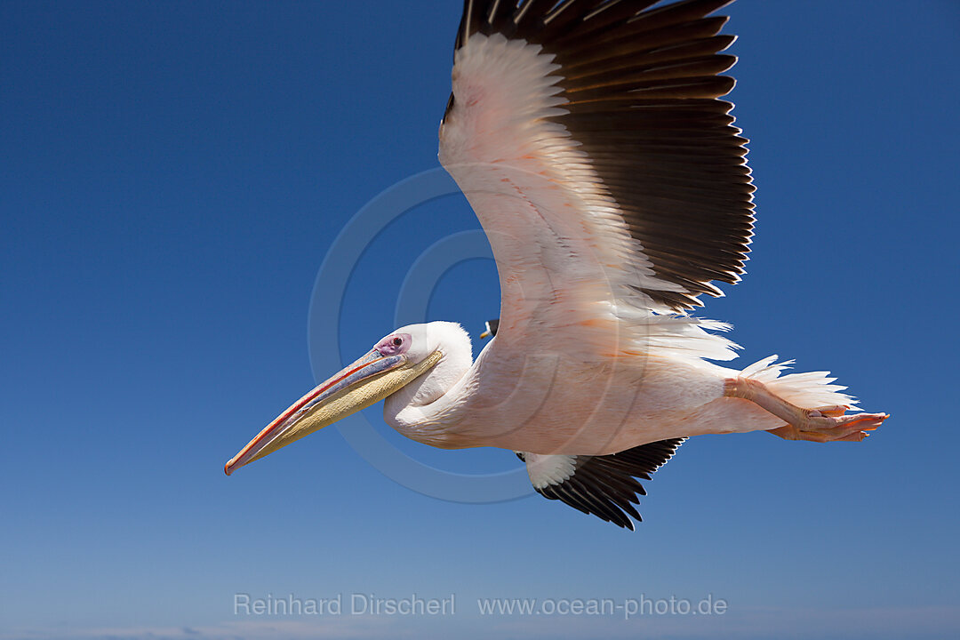 Rosapelikan im Flug