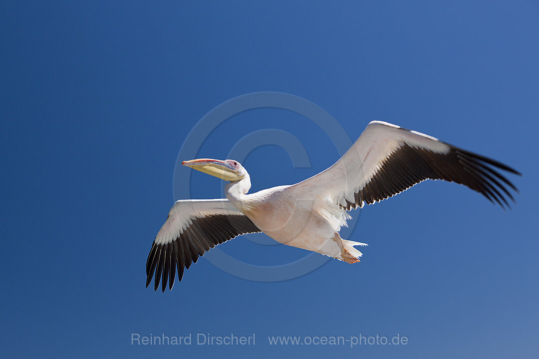 Rosapelikan im Flug, Pelecanus onocrotalus, Walvis Bay, Namibia