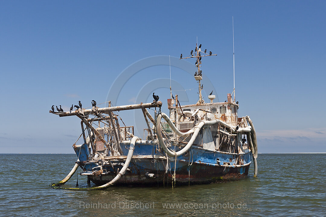 Kapscharben ruhen auf altem Wrack, Phalacrocorax carpensis, Walvis Bay, Namibia