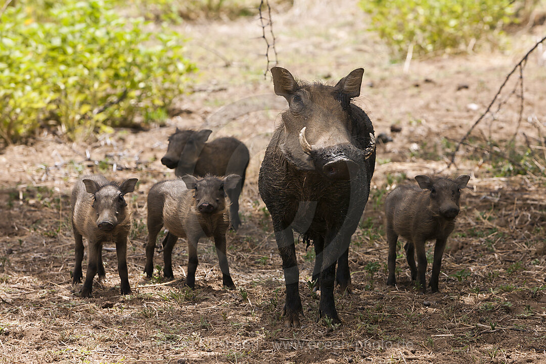 Common Warthog