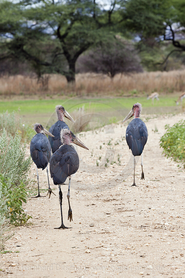 Group of Marabou Storks