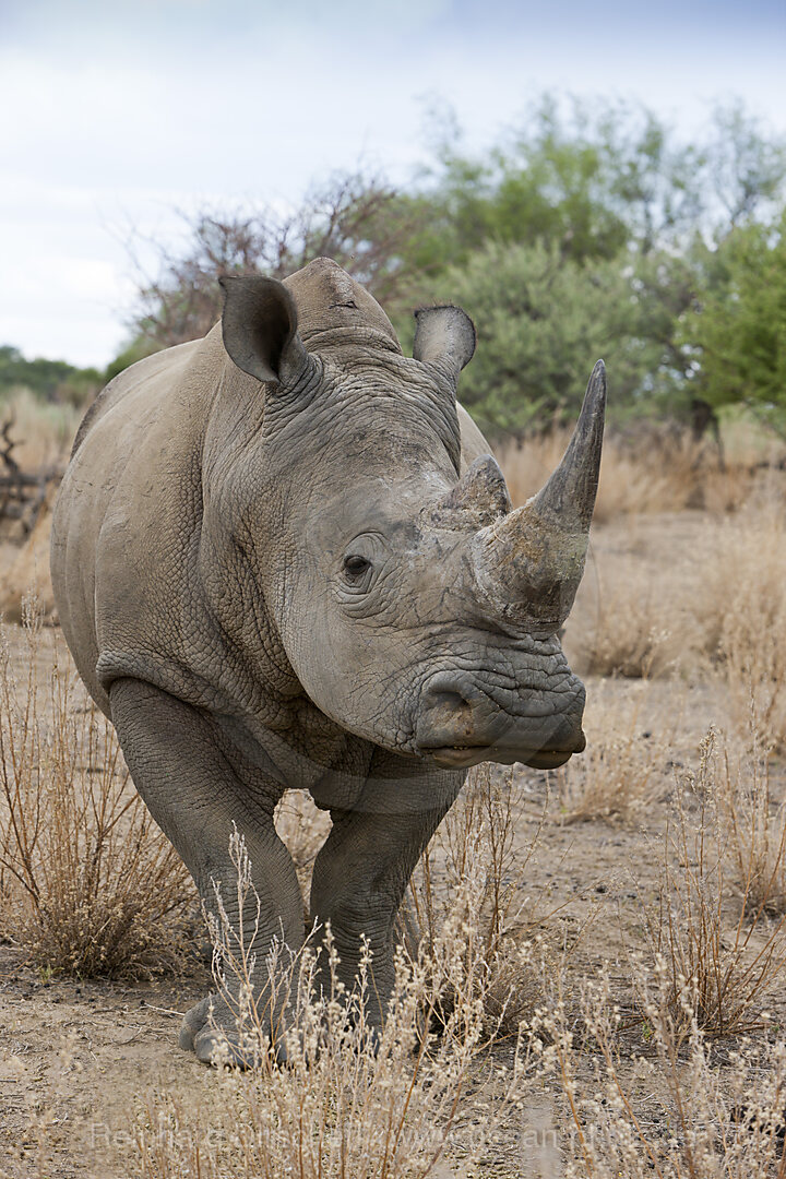Breitmaulnashorn