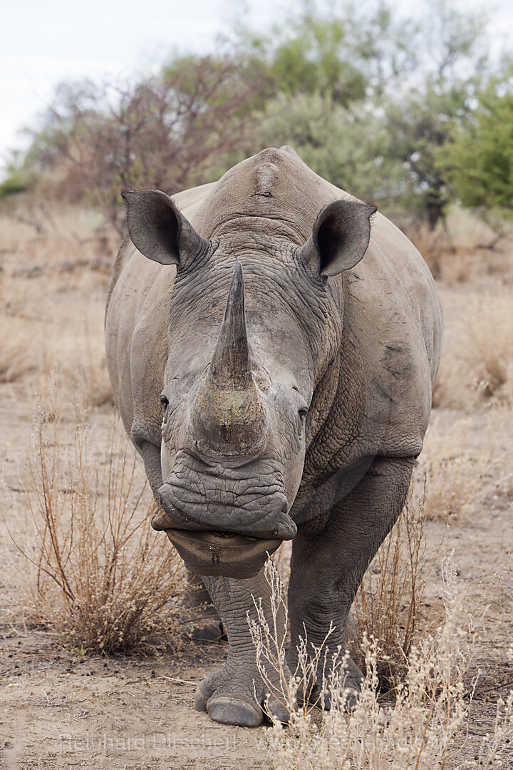 Breitmaulnashorn
