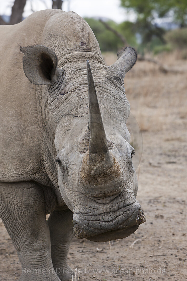Breitmaulnashorn