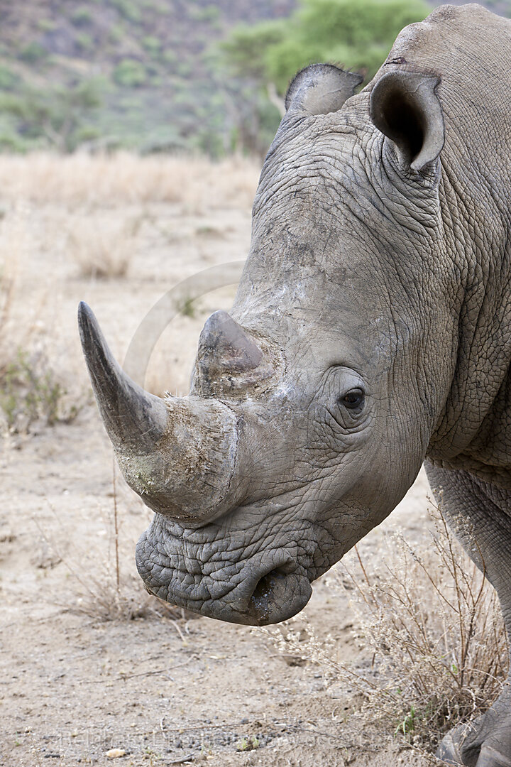 White Rhinoceros