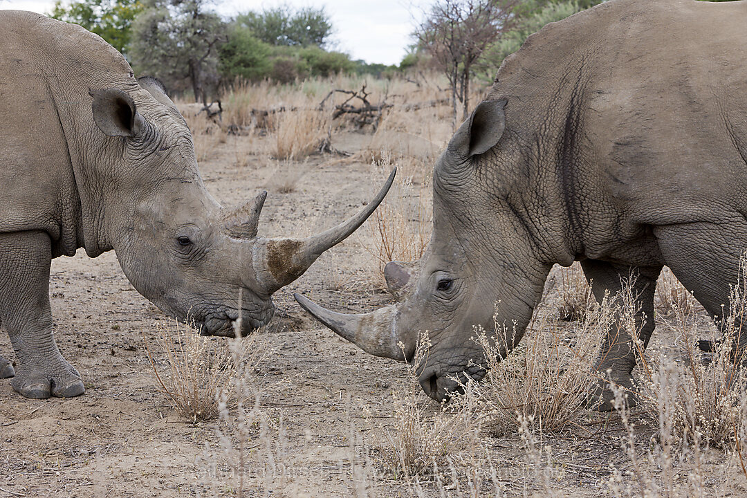 White Rhinoceros