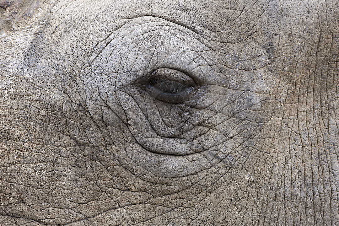 Auge eines Breitmaulnashorn, Cerathotherium simum, n/a, Namibia