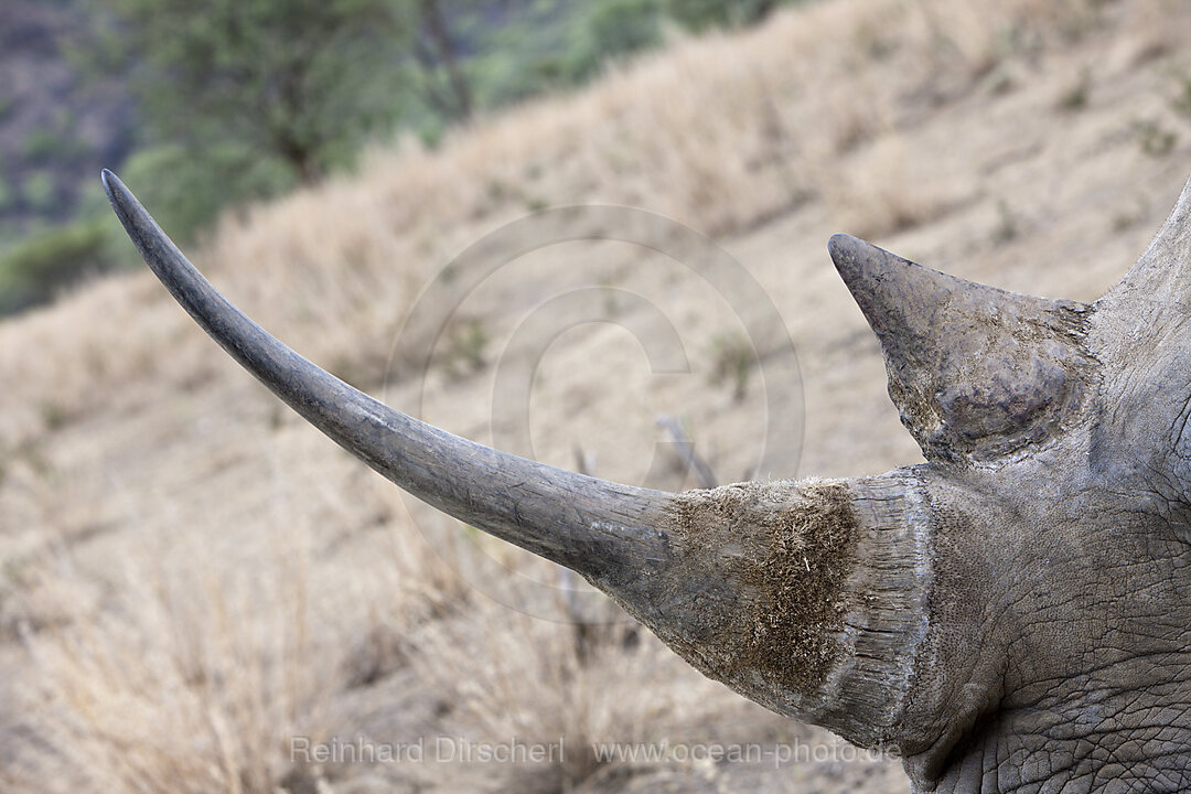 Horn eines Breitmaulnashorn