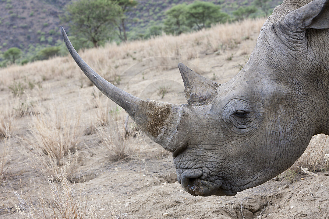 Breitmaulnashorn