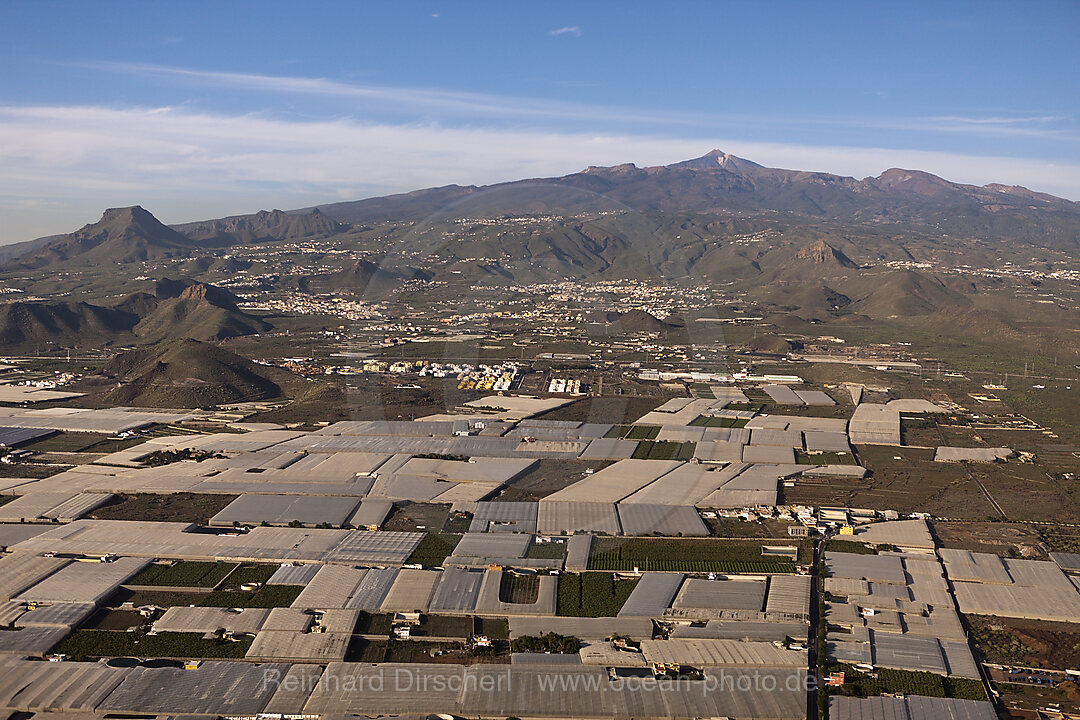 Plantations in South of Tenerife