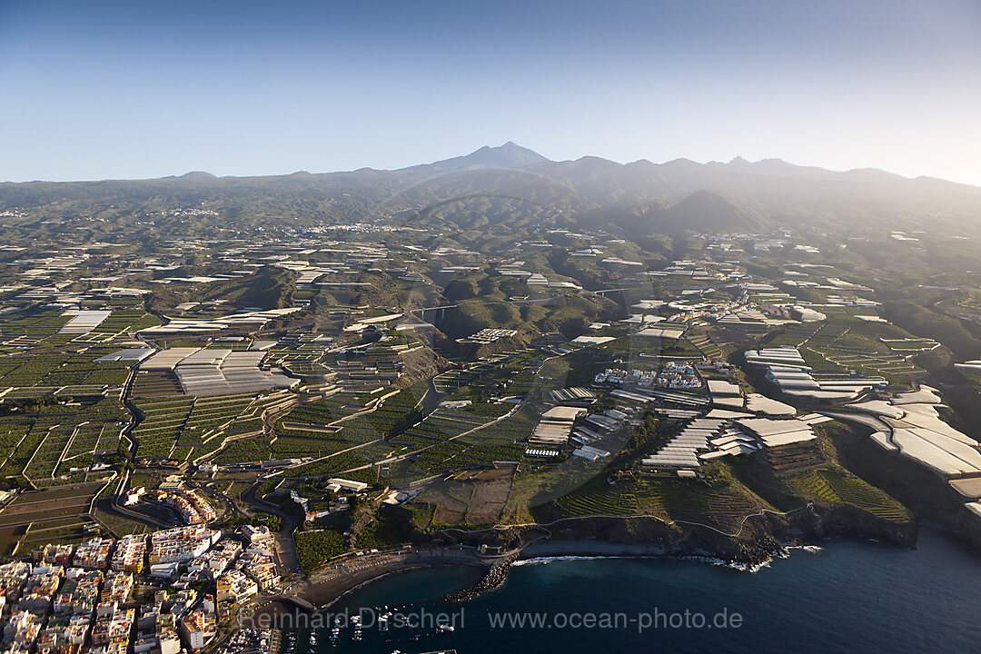 Plantations in South of Tenerife