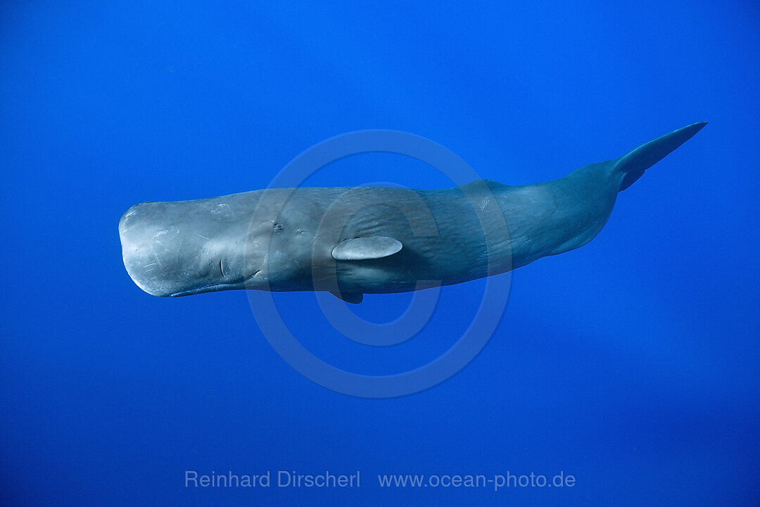 Pottwal, Physeter macrocephalus, Teneriffa Kanaren, Spanien