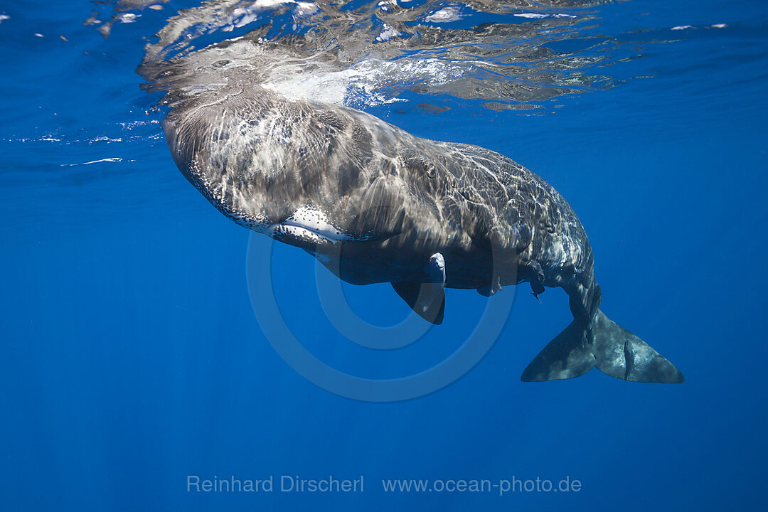 Pottwal, Physeter macrocephalus, Teneriffa Kanaren, Spanien