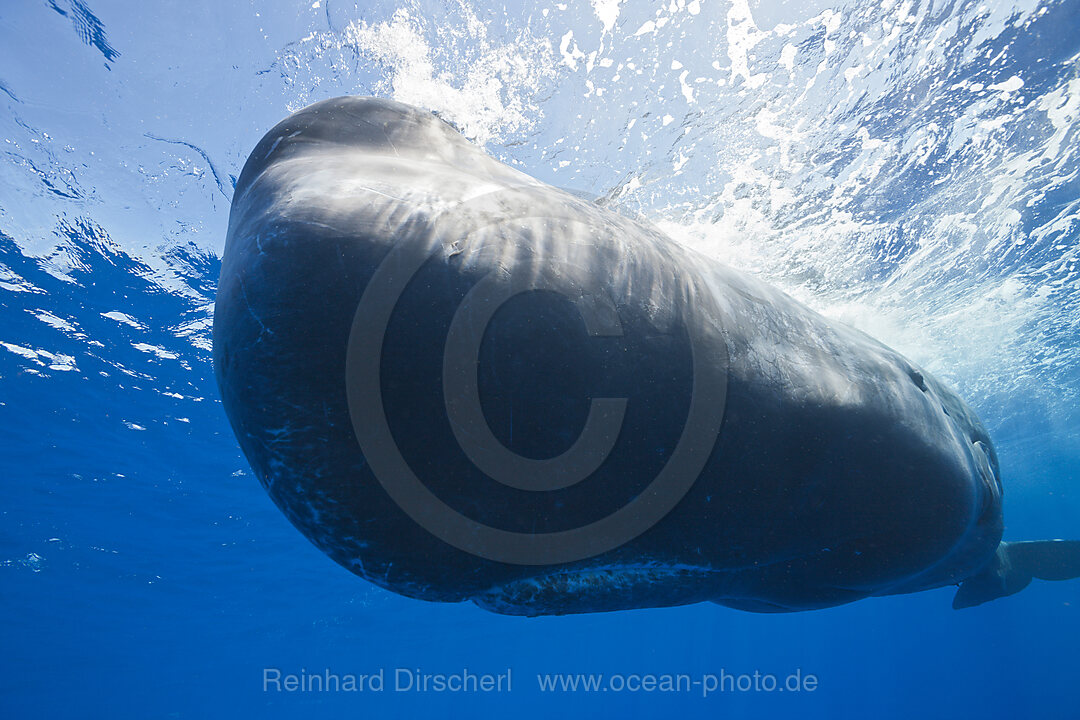 Pottwal, Physeter macrocephalus, Teneriffa Kanaren, Spanien