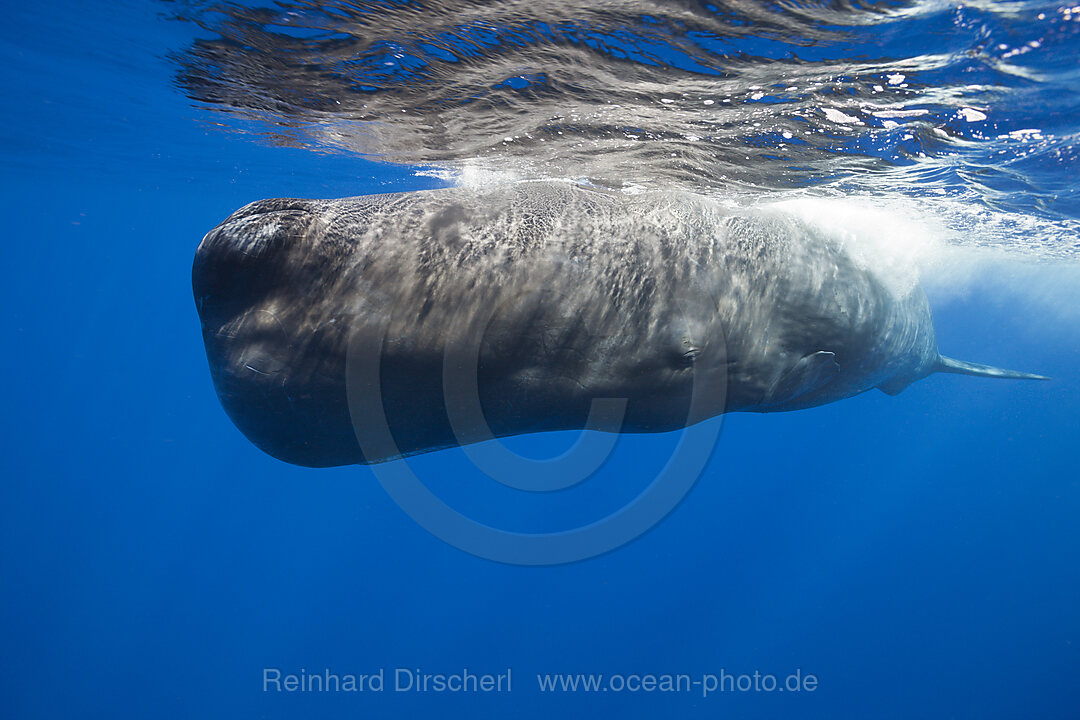 Sperm Whale, Physeter macrocephalus, Tenerife Canary Islands, Spain