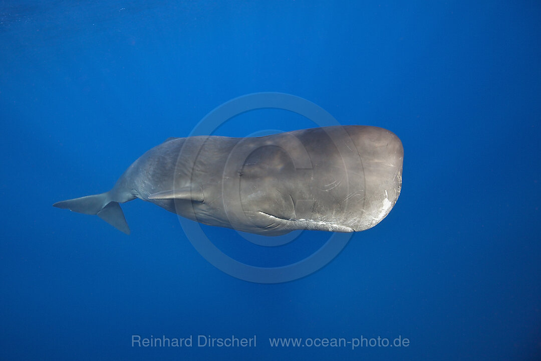 Sperm Whale, Physeter macrocephalus, Tenerife Canary Islands, Spain