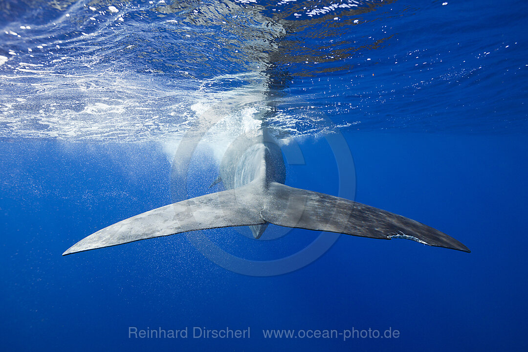 Sperm Whale, Physeter macrocephalus, Tenerife Canary Islands, Spain