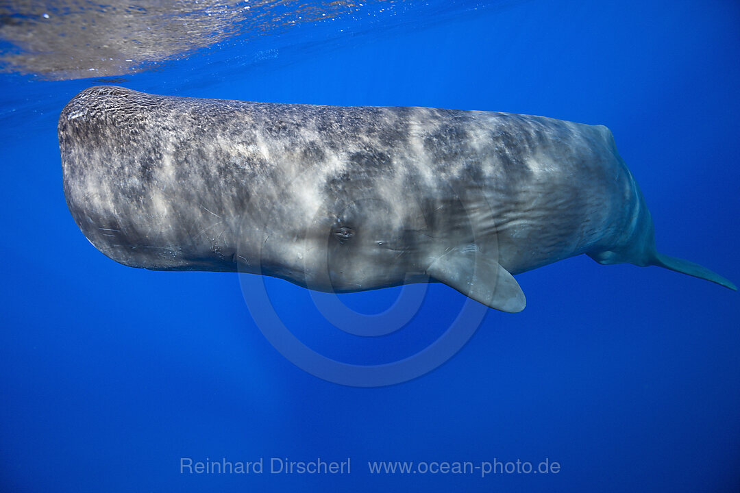 Sperm Whale, Physeter macrocephalus, Tenerife Canary Islands, Spain