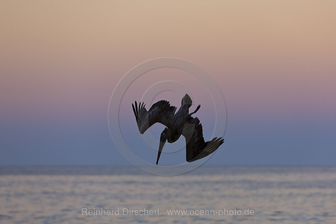 Pelikan jagt bei Sonnenuntergang, Pelicanus occidentalis, Cabo San Lucas Baja California Sur, Mexiko