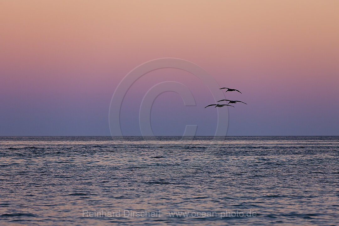 Pelikane jagen bei Sonnenuntergang, Pelicanus occidentalis, Cabo San Lucas Baja California Sur, Mexiko