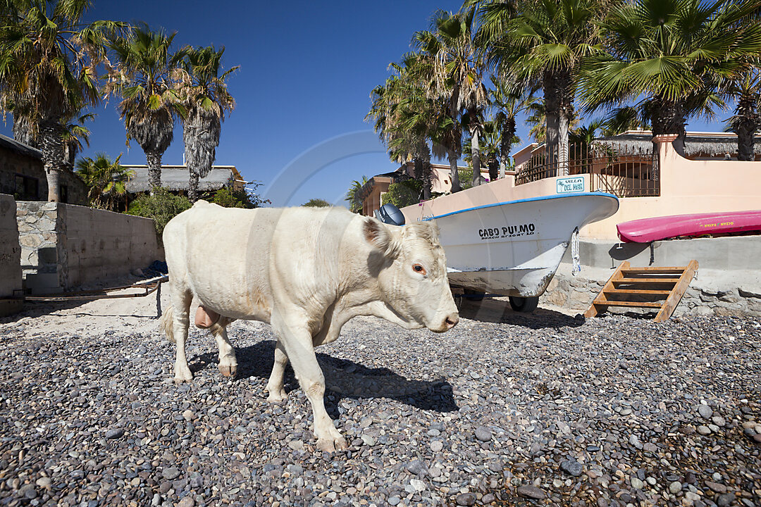 Cattle at Beach of Cabo Pulmo