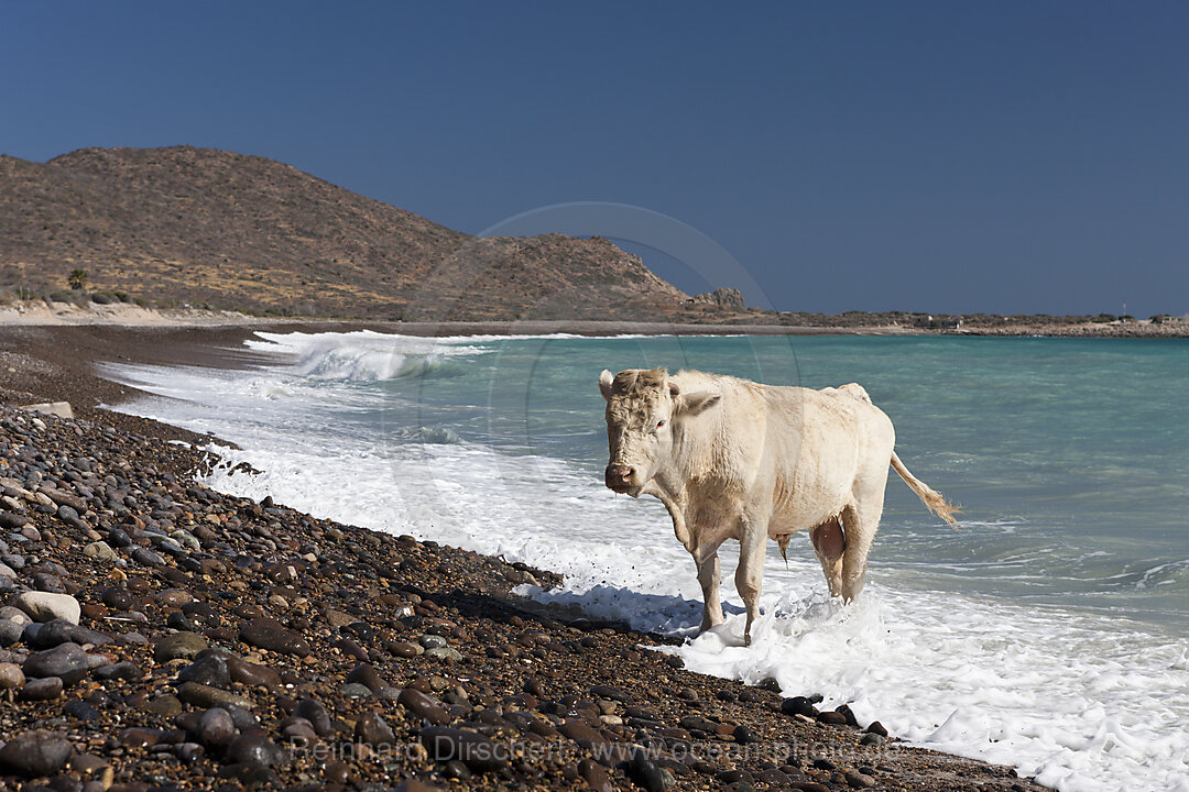 Hausrind am Strand von Cabo Pulmo