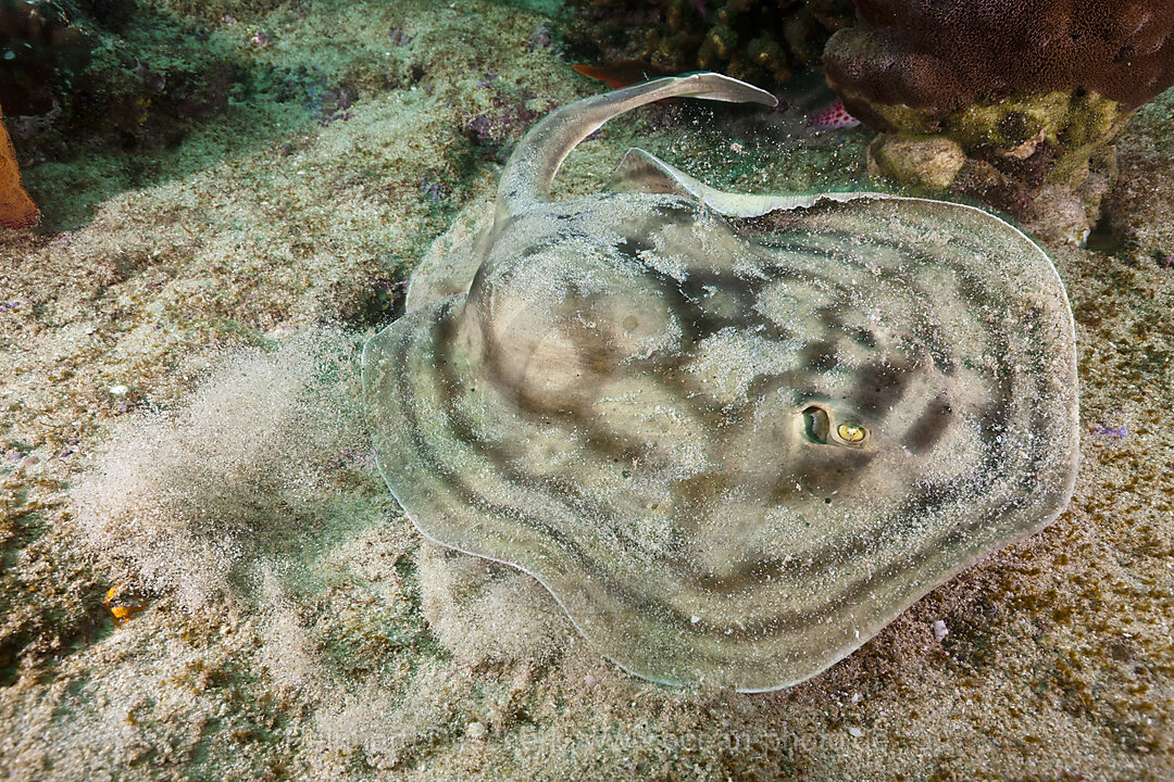 Reticulated Round Ray