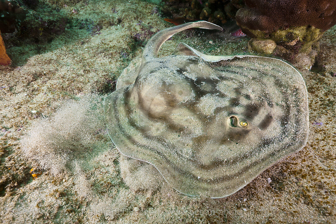 Augenfleck-Rundrochen, Urobatis concentricus, Cabo Pulmo Nationalpark Baja California Sur, Mexiko