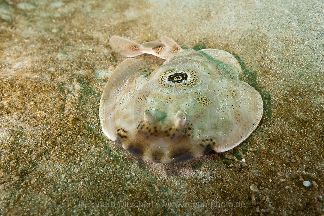 Ocellated Electric Ray, Diplobatis ommata, Cabo Pulmo Marine National Park Baja California Sur, Mexico