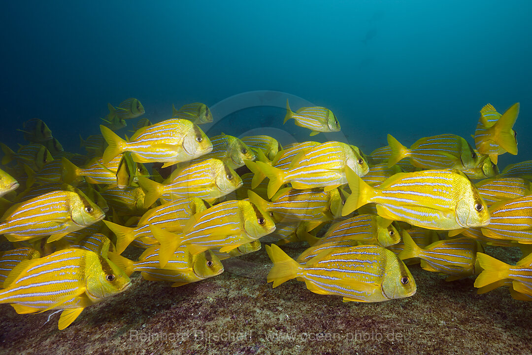 Panama-Grunzer, Anisotremus taeniatus, Cabo Pulmo Nationalpark Baja California Sur, Mexiko