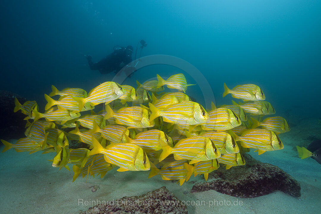 Panama-Grunzer, Anisotremus taeniatus, Cabo Pulmo Nationalpark Baja California Sur, Mexiko