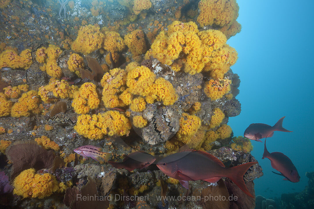 Schwarm Kreolenbarsche, Paranthias colonus, Cabo Pulmo Nationalpark Baja California Sur, Mexiko