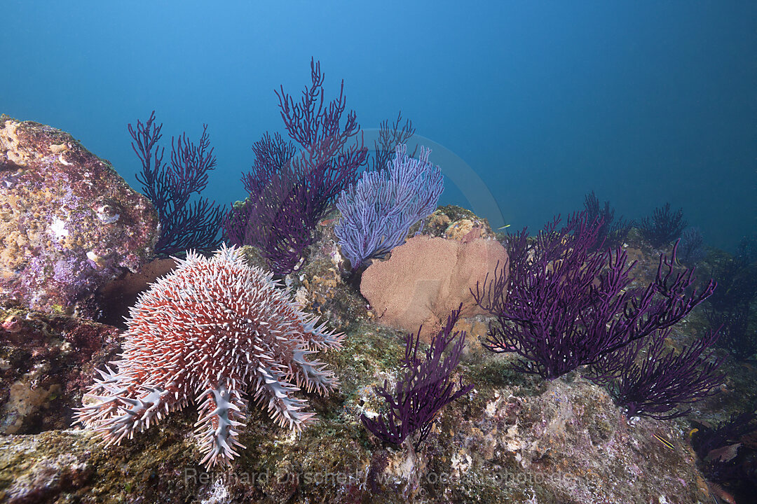 Crown-of-Thorns Starfish on Coral Reef