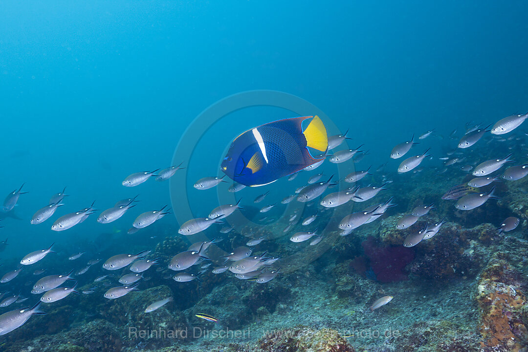 King Angelfish