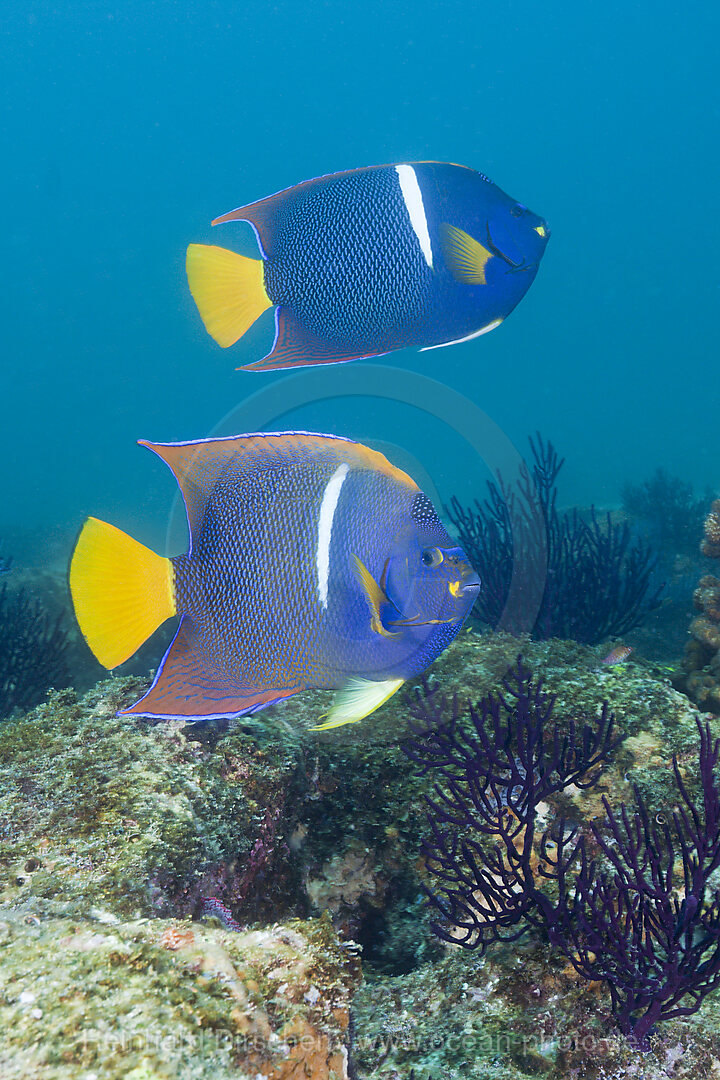 Koenigs-Kaiserfisch, Holocanthus passer, Cabo Pulmo Nationalpark Baja California Sur, Mexiko