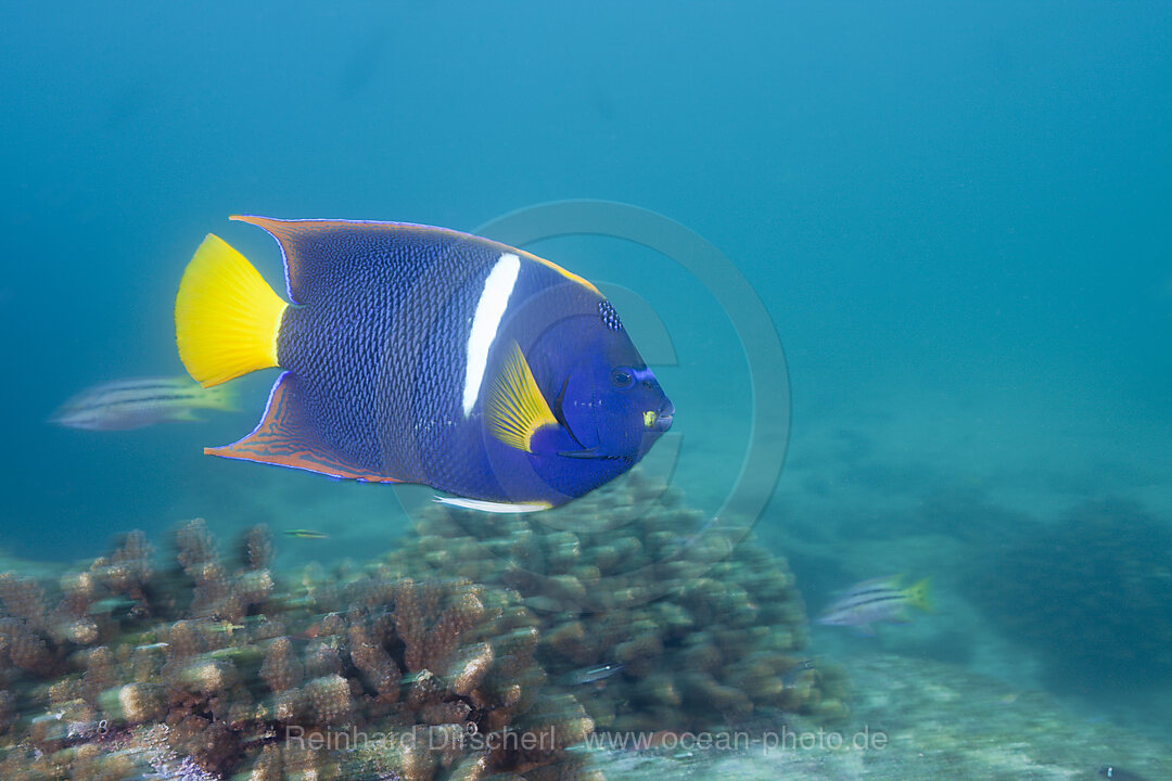 Koenigs-Kaiserfisch, Holocanthus passer, Cabo Pulmo Nationalpark Baja California Sur, Mexiko