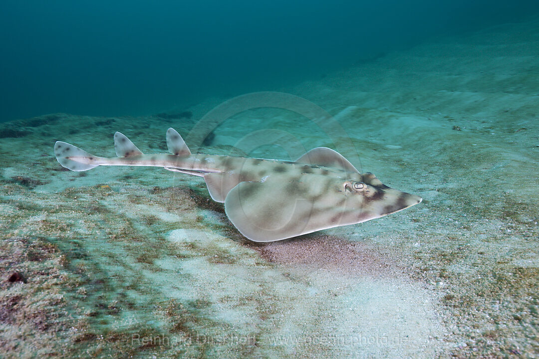 Gitarrenrochen, Zapteryx exasperata, Cabo Pulmo Nationalpark Baja California Sur, Mexiko