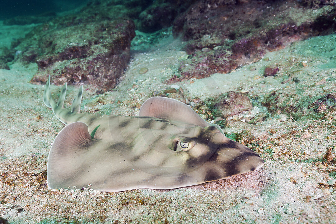 Banded Guitarfish