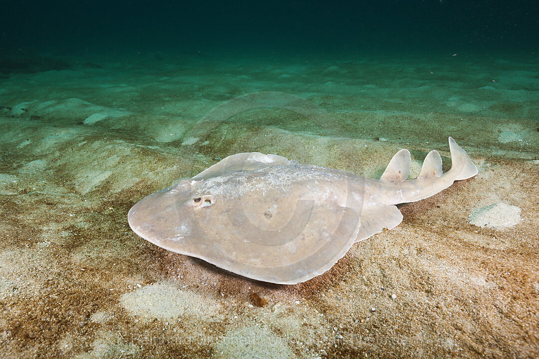 Riesen-Zitterrochen, Narcine entemedor, Cabo Pulmo Nationalpark Baja California Sur, Mexiko