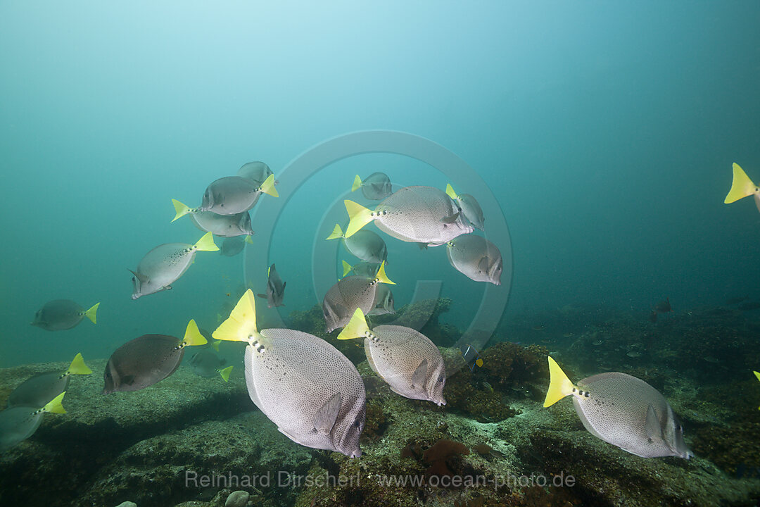 Schwarm Gelbschwanz-Doktorfische, Prionurus punctatus, Cabo Pulmo Nationalpark Baja California Sur, Mexiko