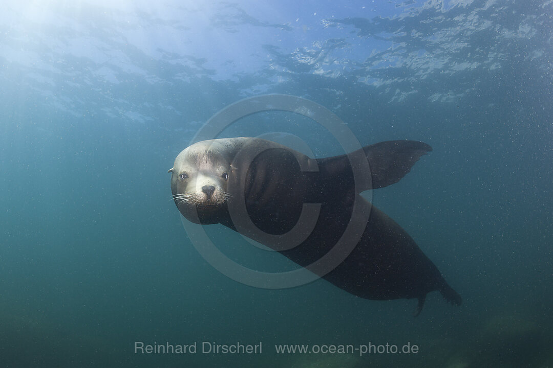 Kalifornischer Seeloewe, Zalophus californianus, Cabo Pulmo Nationalpark Baja California Sur, Mexiko