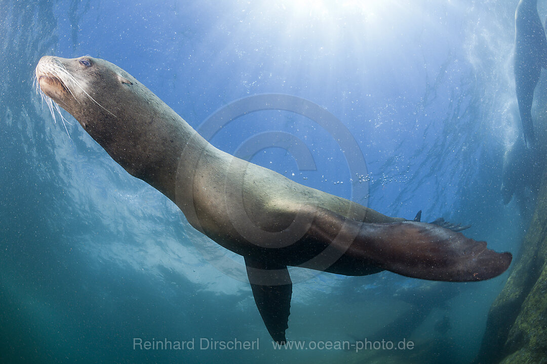 Californian Sea Lion