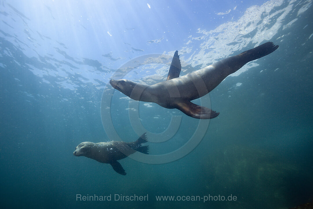 Kalifornische Seeloewen, Zalophus californianus, Cabo Pulmo Nationalpark Baja California Sur, Mexiko