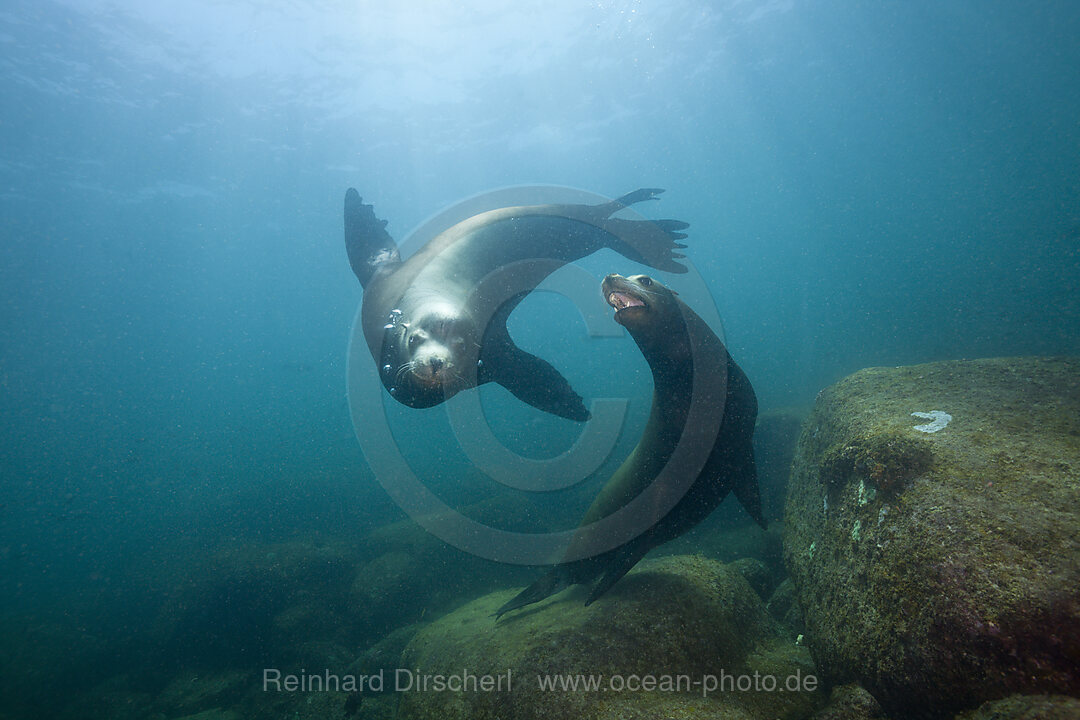 Kalifornische Seeloewen, Zalophus californianus, Cabo Pulmo Nationalpark Baja California Sur, Mexiko