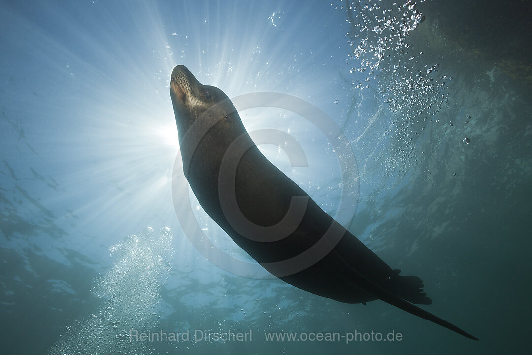Californian Sea Lion
