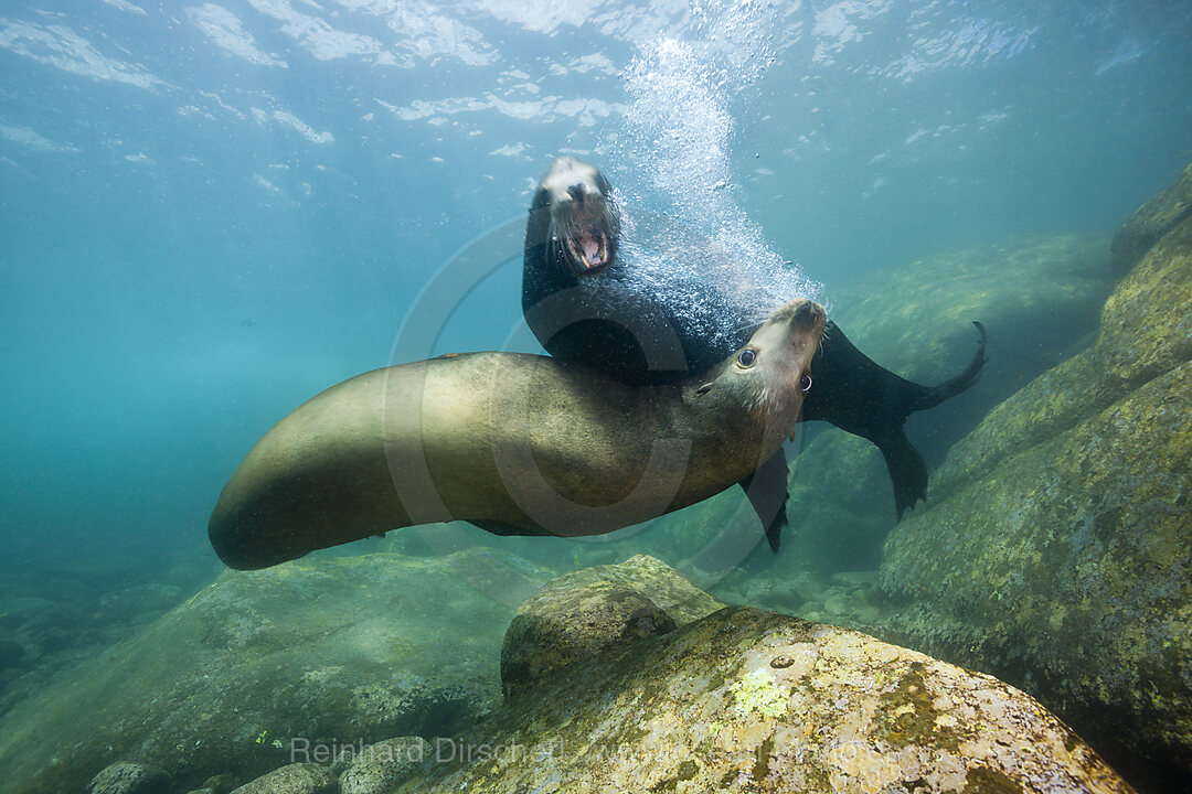 Kalifornische Seeloewen, Zalophus californianus, Cabo Pulmo Nationalpark Baja California Sur, Mexiko