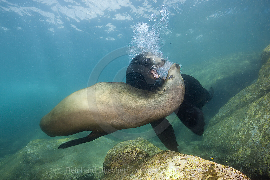 Californian Sea Lion