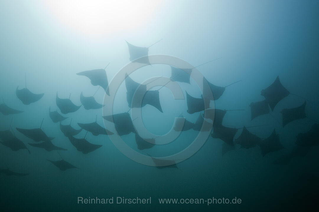 School of Pacific Cownose Ray, Rhinoptera steindachneri, Cabo San Lucas Baja California Sur, Mexico